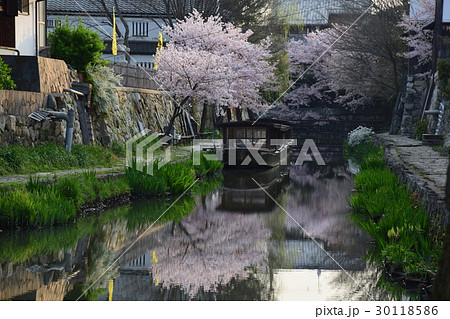 朝の八幡掘、船と満開の桜 朝の八幡掘、船と満開の桜 30118586