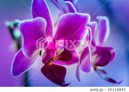Abstract violet orchid 30118845