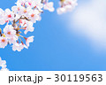 桜・満開 30119563