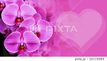 Orchid flowers with and heart shape background 30119984