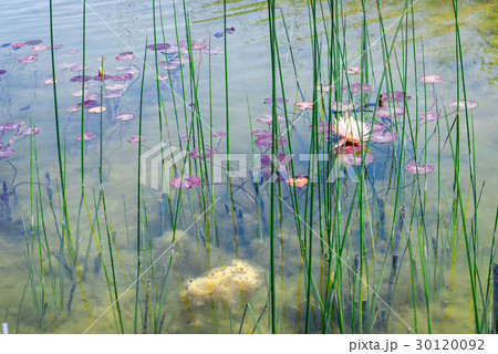 Waterlily in Ariel Sharon park , Israel 30120092