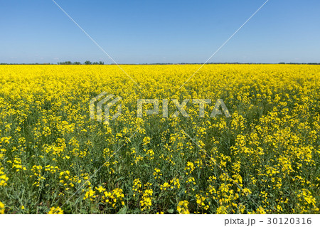 Rapeseed field. Rapes on the field in summer. Rapeseed field. Rapes on the field in summer. 30120316