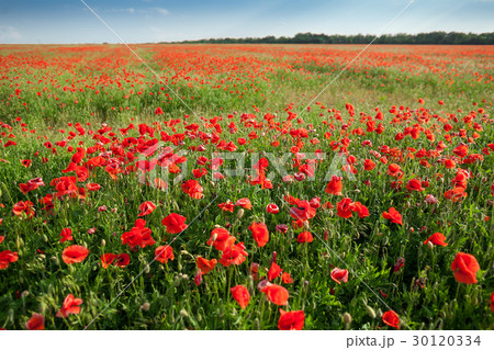 Poppy farming, nature, agriculture concept - huge Poppy farming, nature, agriculture concept - huge 30120334