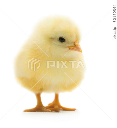 Cute little chicken 30120344