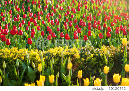Field full of red and yellow tulips in bloom . 30120532