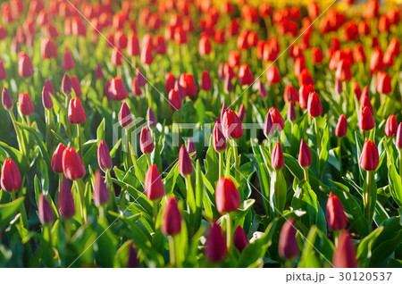 Red tulips in the garden 30120537