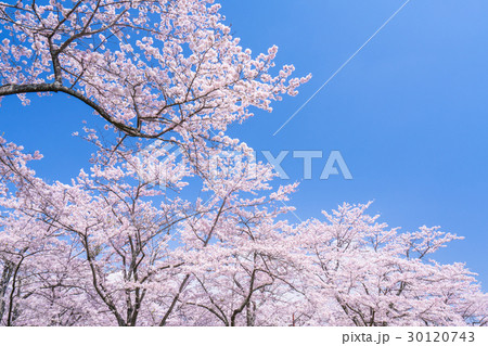 桜・満開 30120743