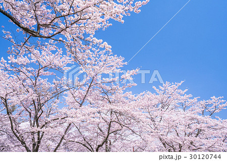 桜・満開 30120744