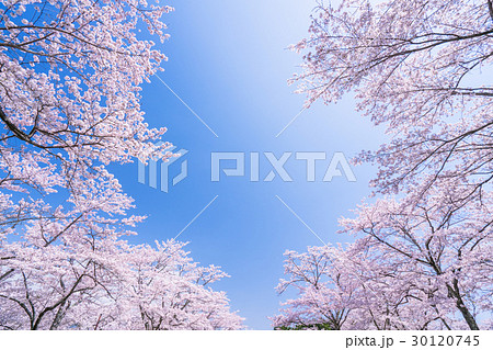 桜・満開 30120745