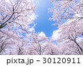 桜・満開 30120911