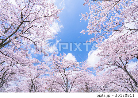 桜・満開 桜・満開 30120911