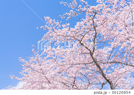 桜・満開 桜・満開 30120954