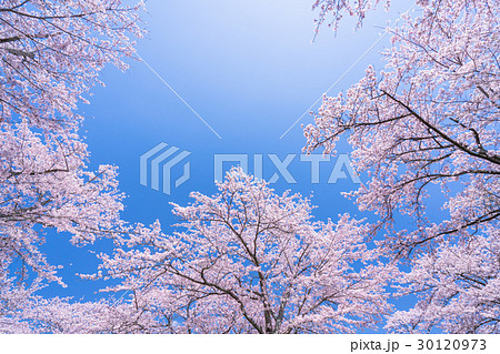 桜・満開 桜・満開 30120973