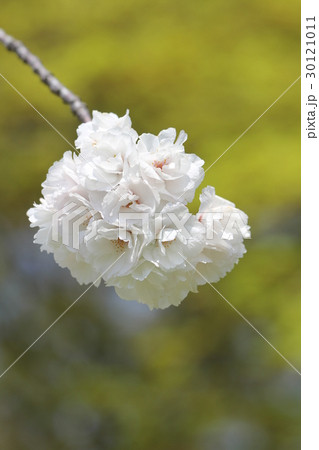 サトザクラ 雨宿 サトザクラ 雨宿 30121011