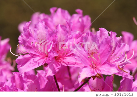 タンナアカツツジ タンナアカツツジ 30121012