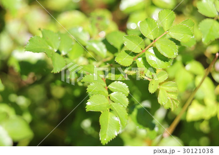 テリハノイバラ テリハノイバラ 30121038