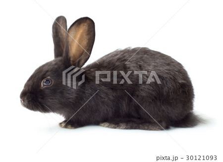 Rabbit 30121093