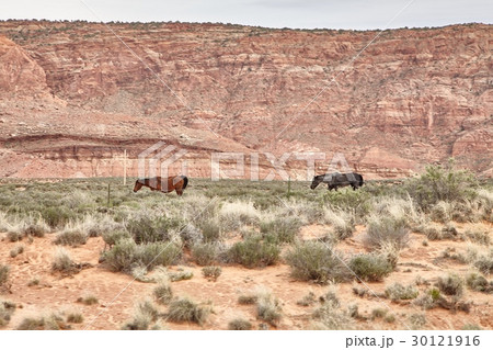 Wild Horses Grazing in National Park, Utah USA Wild Horses Grazing in National Park, Utah USA 30121916