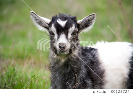One little kid goat is grazing on the grass close One little kid goat is grazing on the grass close 30122724