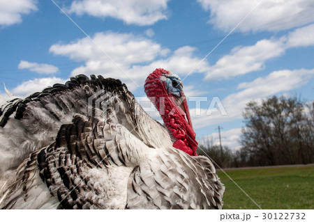 Portrait of a turkey male or gobbler closeup on 30122732