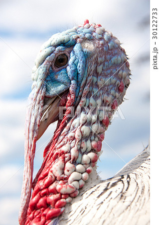 turkey male or gobbler closeup on the cloudy sky turkey male or gobbler closeup on the cloudy sky 30122733