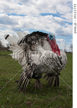 turkey male or gobbler closeup on the blue sky 30122745