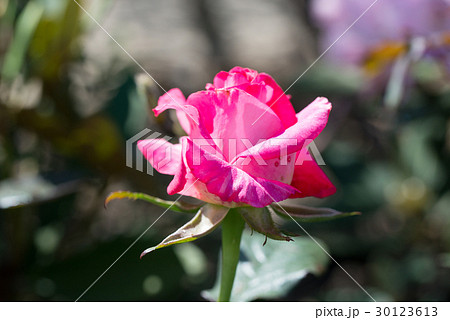 バラの花 30123613