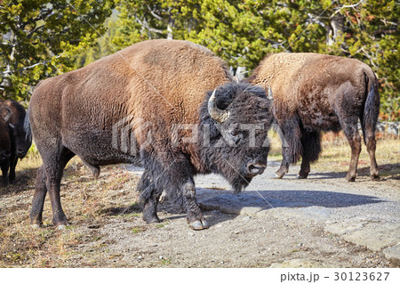 American bison in Yellowstone National Park, USA. American bison in Yellowstone National Park, USA. 30123627