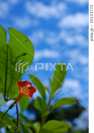 マルバルコウソウ 30123772