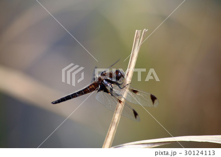 ベッコウトンボ 30124113