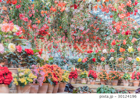 なばなの里 30124196