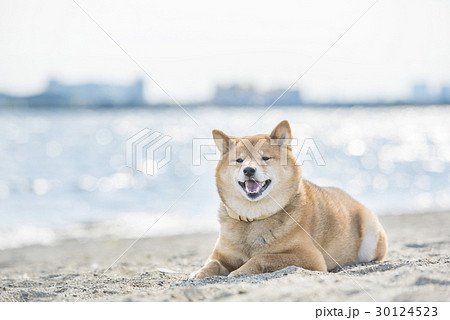砂浜の柴犬、海バック 30124523