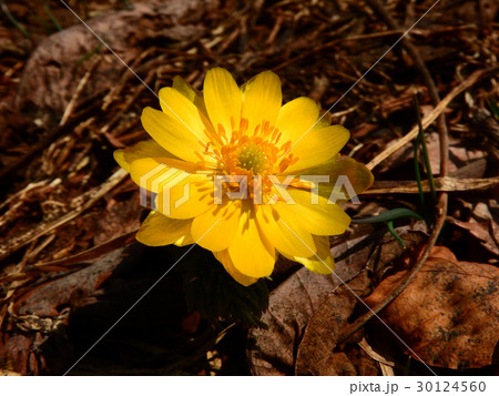 福寿草 福寿草 30124560