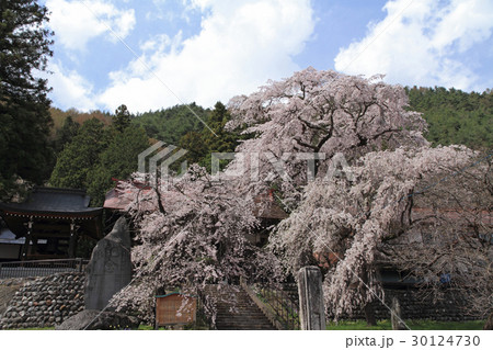 松本市梓川 真光寺の枝垂桜 松本市梓川 真光寺の枝垂桜 30124730