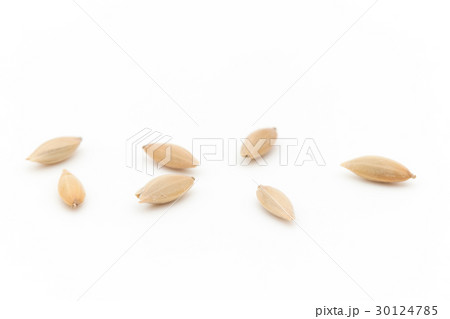 カナリーシード: Canary seed カナリーシード: Canary seed 30124785