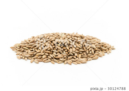 カナリーシード: Canary seed 30124788