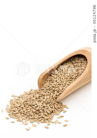 カナリーシード: Canary seed 30124796