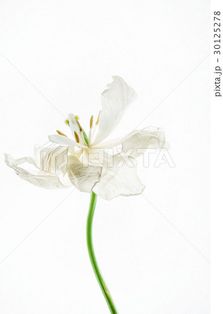 white tulip 30125278