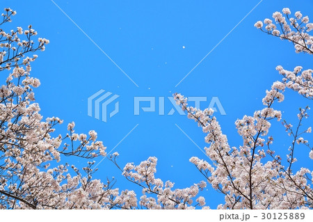 青空と桜吹雪 30125889