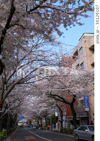 かむろ坂 桜並木 かむろ坂 桜並木 30126107