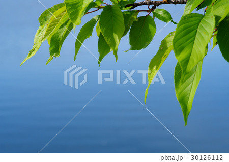 桜の若葉 穏やかな波の背景 30126112