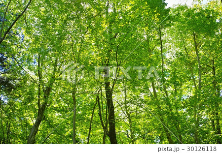 新緑 新緑 30126118