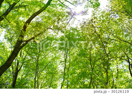 新緑 30126119