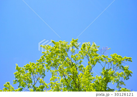 若葉 青空 若葉 青空 30126121