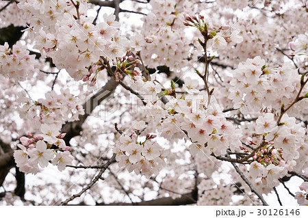 日本の桜、（サクラ、さくら）、ソメイヨシノ 30126146