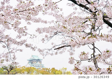 大阪城公園の桜、（サクラ、さくら） 30126349