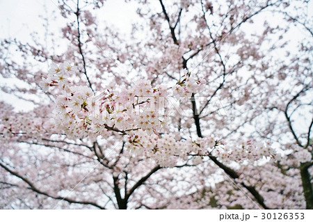日本、春、桜、（サクラ、さくら）、ソメイヨシノ 30126353