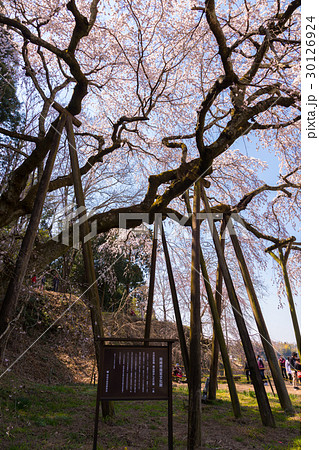 奥山田　枝垂れ桜　愛知県 30126924