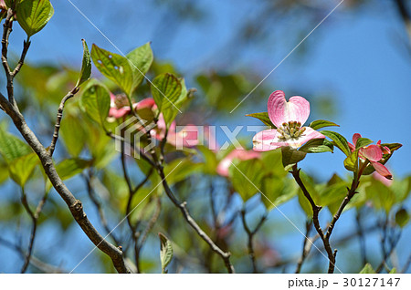 ハナミズキ（花水木） 30127147