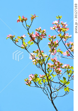 ハナミズキ（花水木） 30127169